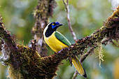 Grünhäher (Cyanocorax-yncas), Ecuador