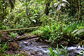 Nebenfluss mit Hängebrücke im Regenwald, Baeza, Nord-Ecuador
