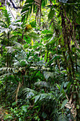 Tropischer Regenwald, Nord-Ecuador