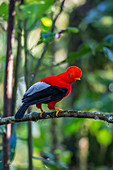 Andenklippenvogel (Rupicola peruvianus) männlich im Nebelwald, Ecuador