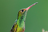 Braunschwanzamazilie Kolibri (Amazilia-tzacatl), Ecuador
