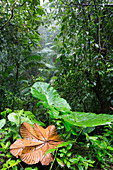 Große Blätter im tropischen Regenwald, Nord-Ecuador