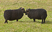 Lämmer (Ovis aries) begrüßen sich gegenseitig, Langanes Halbinsel, Island