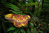 Saturniid Moth (Bathyphlebia eminens) im Regenwald, Cosanga, Ecuador
