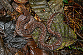 Ecuadorianische Krötenotter (Bothrocophias campbelli), getarnt im Laub, Mashpi Amagusa Reserve, Pichincha, Ecuador