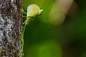 Boulengers grüne Anole (Anolis chloris), Männchen, Nationalpark Utria, Kolumbien