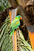 Blaunacken-Papagei (Tanygnathus lucionensis), Sabah, Borneo, Malaysia