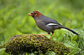 Der mit einer Kastanie bedeckte Lachendrossel, (Garrulax mitratus), Sabah, Borneo, Malaysia