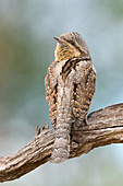 Eurasischer Wendehals (Jynx torquilla), Niederlande