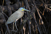 Nacktkehlreiher (Tigrisoma mexicanum), Costa Rica