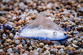 Segelqualle (Velella Velella) gestrandet am Strand, Korsika, Frankreich