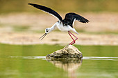 Schwarzflügel-Stelze (Himantopus himantopus) fliegend, Israel