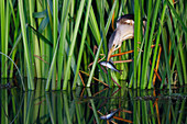 Zwergdommel (Ixobrychus minutus) mit Fischopfer, Niederlande