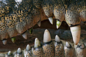 Zähne des Salzwasserkrokodils (Crocodylus porosus), Australien