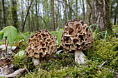 Gelbe Morchel (Morchella esculenta) im Laubwald, Deutschland