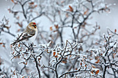 Polar-Birkenzeisig (Carduelis hornemanni), im Winter, Grönland