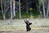 Braunbär (Ursus arctos) Jungtier stehend, Finnland