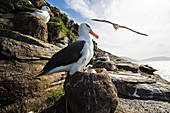 Schwarzbrauner Albatros (Thalassarche melanophrys), Elternteil mit Küken im Nest in der Kolonie, Falkland Islands