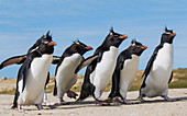 Felsenpinguine (Eudyptes Chrysocome), am Strand, Falkland Islands