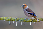 Kernbeißer (Coccothraustes coccothraustes) im Winter, Niederlande