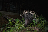 Indisches Stachelschwein (Hystrix indica) Hausnahe bei Nacht, Colombo, Sri Lanka