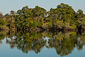 Miombo-Wald am Kafue Fluß entlang, Kafue Nationalpark, Sambia