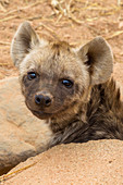 Gefleckte Hyänenwelpe, männlich, fünfmonate alt (Crocuta Crocuta) in der Höhle, Nationalpark Kruger, Südafrika