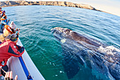 Südkaper, Walart (Eubalaena australis) taucht in der Nähe des Walbeobachtungsbootes Chubut, Argentinien auf
