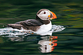 Atlantischer Papageientaucher (Fratercula arctica), Aedey-Insel, Island