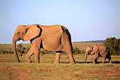 Mutter und Kalb des afrikanischen Elefanten (Loxodonta africana), Addo Nationalpark, Südafrika