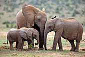 Afrikanische Elefanten (Loxodonta africana), Addo Nationalpark, Südafrika