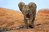 Afrikanischer Elefant (Loxodonta africana) Kalb, Addo Nationalpark, Südafrika