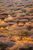 Akazienbäume aus roter Rinde (Vachellia reficiens), Westgate Community Conservancy, Naibelibeli Plains, Kenia