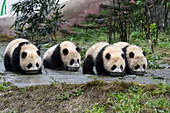 Riesen-Pandabären (Ailuropoda melanoleuca) männlich, sieben Monate alt, trinken Milch aus Schalen, Bifengxia Panda Base, Sichuan, China