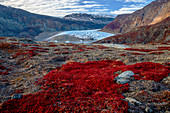 Tundrapflanzen und Gletscher, Scoresby Sound, Grönland