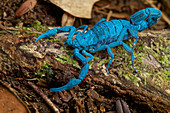 Skorpion, unter UV-Licht betrachtet, Biologisches Reservat Bilsa, Ecuador