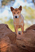 Dingo (Canis Lupus Dingo), Phillip Island, Gippsland, Victoria, Australien