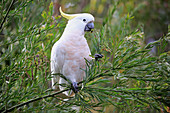 Gelbhaubenkakadu (Cacatua galerita), Long Beach, New South Wales, Australien