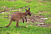 Westliches Graues Riesenkänguru (Macropus fuliginosus) Jungtier, Mount Lofty, Südaustralien, Australien