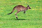 Westliches Graues Riesenkänguru (Macropus fuliginosus) hüpfendes Jungtier, Mount Lofty, Südaustralien, Australien