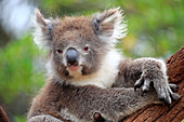 Koala (Phascolarctos cinereus) am Baum, Parndana, Kangaroo Island, Südaustralien, Australien