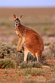 Rote Riesenkänguru (Macropus rufus) Männer, Sturt National Park, New South Wales, Australien