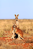 Rote Riesenkänguru (Macropus rufus) Männer, Sturt National Park, New South Wales, Australien