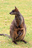 Sumpfwallaby (Wallabia bicolor) Mutter mit Jungtier, Mount Lofty, Südaustralien, Australien