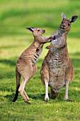 Westliches Graues Riesenkänguru (Macropus fuliginosus) Mutter und Jungtier beim Spielen, Mount Lofty, Südaustralien, Australien