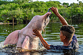 Amazonas-Delphin (Inia geoffrensis), wird von Dorfbewohnern gefüttert, Rio Negro, Amazonas, Brasilien