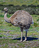 Darwin-Nandu (Rhea pennata), Torres del Paine Nationalpark, Patagonien, Chile