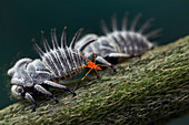 Buckelzirpen (Membracidae) Gruppe mit Milben, die Honigtau stehlen, Yotoco, Kolumbien