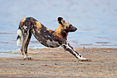 Afrikanischer Wildhund (Lycaon pictus), See Masek, Nationalpark Serengeti, Tansania