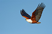 Afrikanischer Fischadler, auch Schreiseeadler (Haliaeetus vocifer) fliegt, Chobe River, Botswana